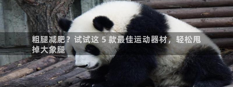 意昂3娱乐首页官网下载：粗腿减肥？试试这 5 款最佳